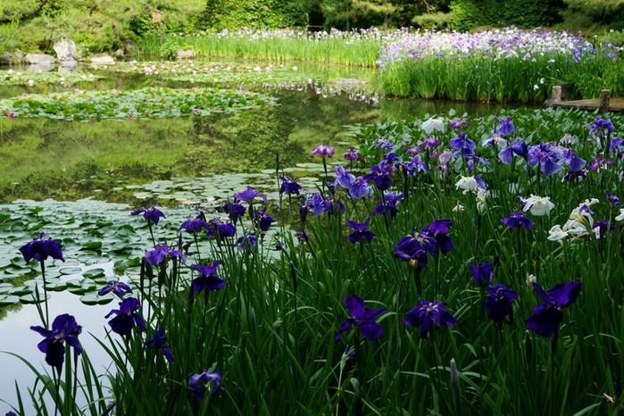 平安神宮神苑の花菖蒲_e0177413_22495471.jpg