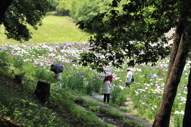 真っ赤な薔薇_d0026817_20491185.jpg