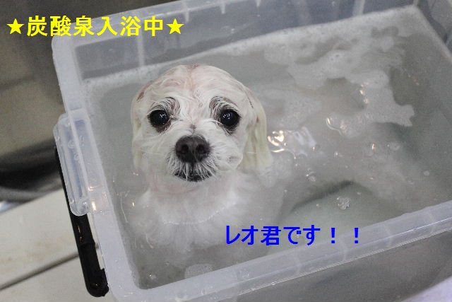 石垣島の続き・・・_b0130018_16305594.jpg