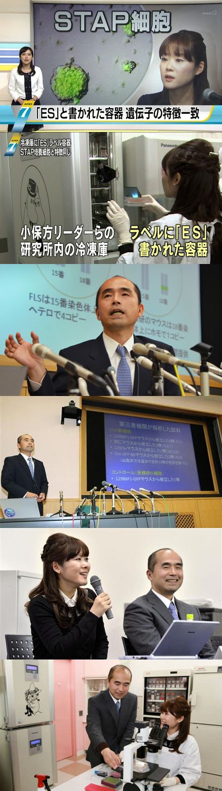 「STAP細胞」はES細胞だった - 理研・若山照彦・NHK三位一体の暴露と証明_c0315619_13311433.jpg