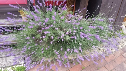 b0208421_22584090.jpg