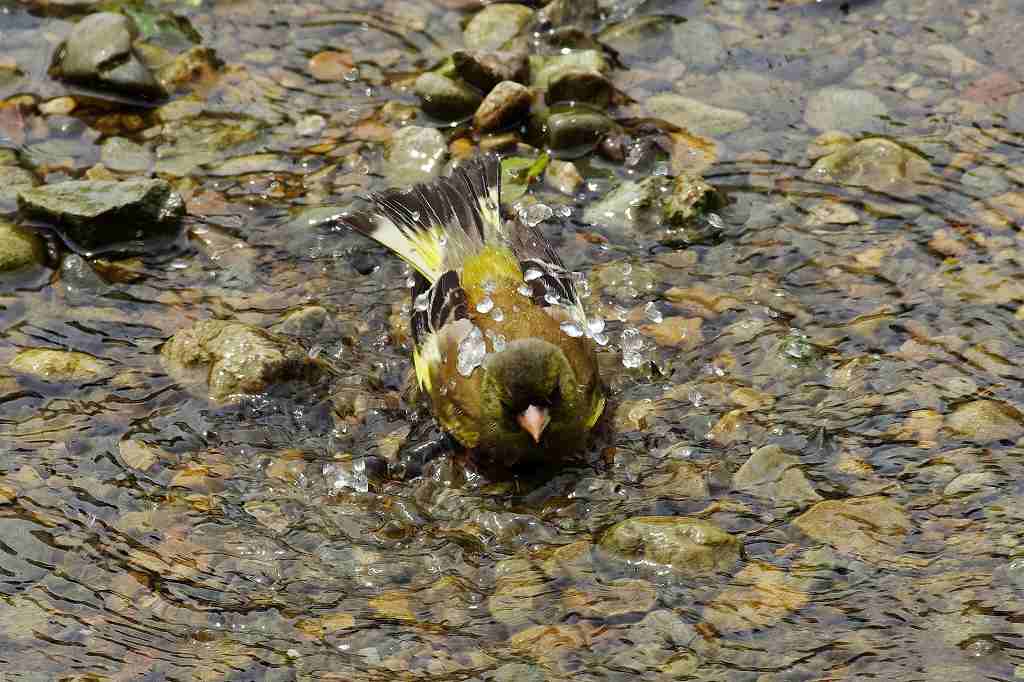 カワラヒワの水浴び_e0293921_21303760.jpg