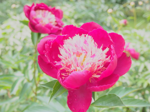 b0147224_20124244.jpg