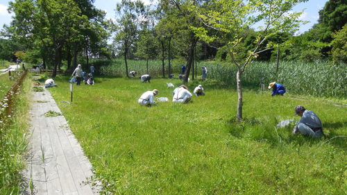 「サギ草を育てる会」＆「水戸市植物園サギソウ教室」による合同草刈作業を行いました。  _b0211028_2394051.jpg