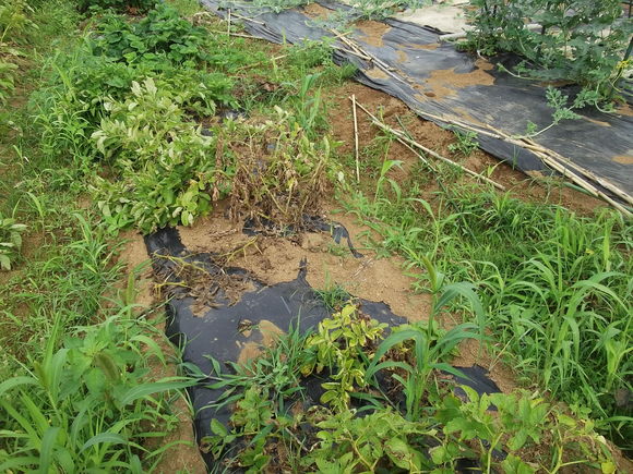 ジャガイモの”逆さ植え”の結果は...._b0137932_15511893.jpg