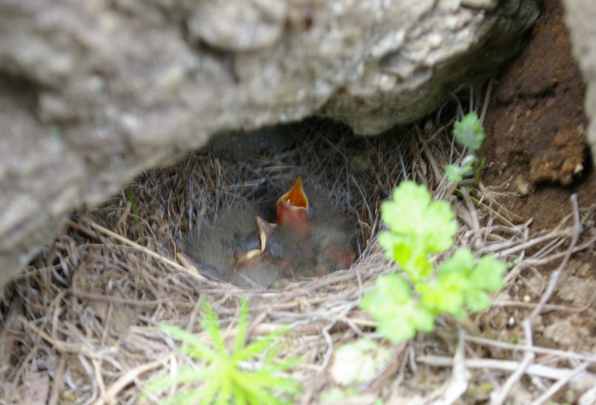 鳥たちも子育て中_c0075932_9511077.jpg