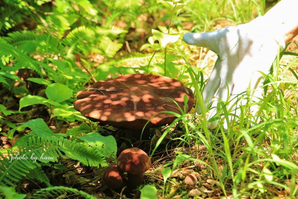 f0297537_16464041.jpg