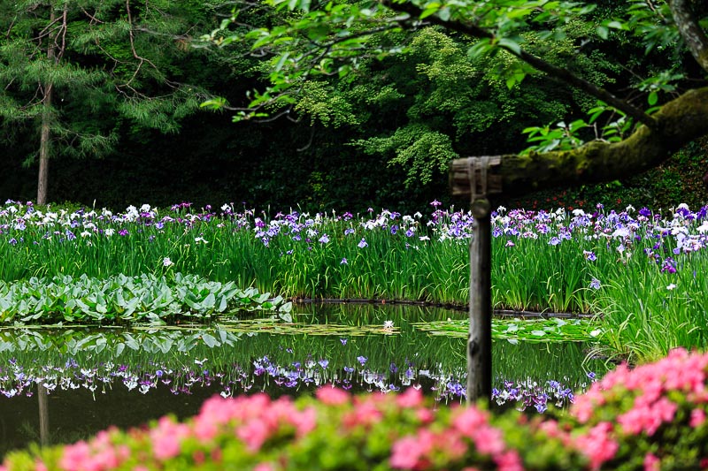 花菖蒲が見頃な平安神宮へ_b0325840_00563913.jpg