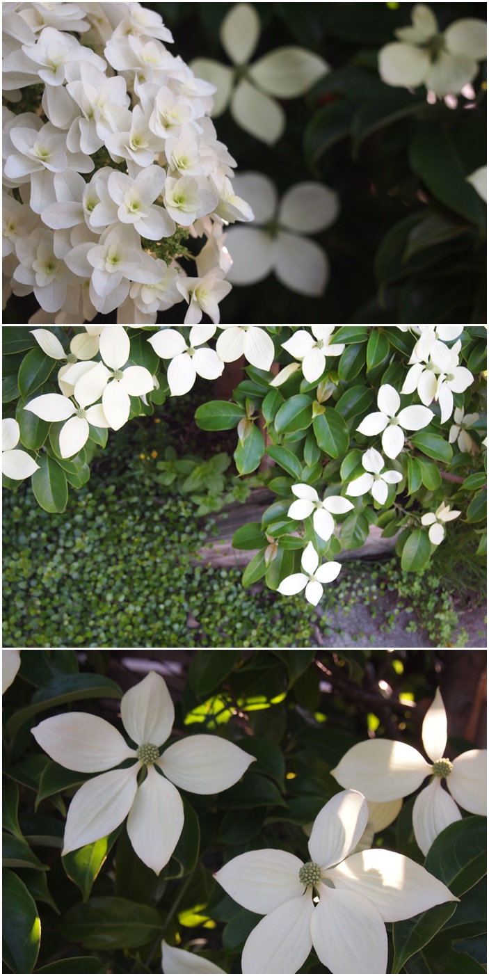 シャラの木に花が咲いてきました☆_c0152341_7405849.jpg