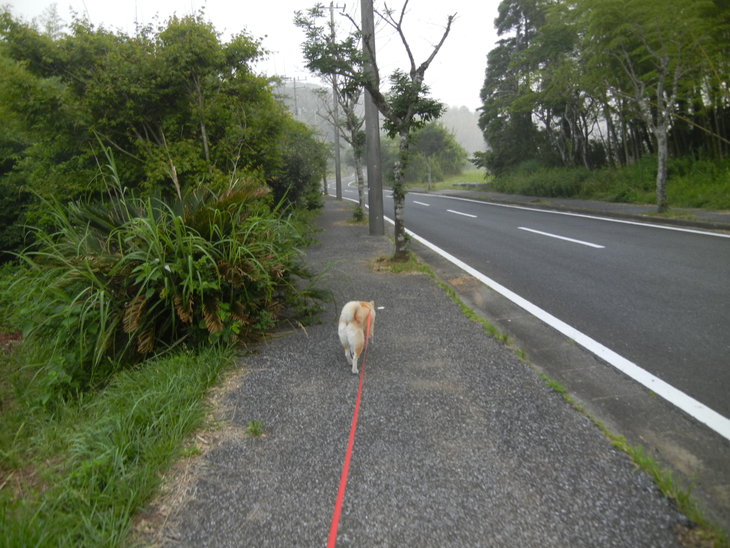 ’14,6、17(火)久しぶりに田舎道に行ったよ~!_f0060461_84296.jpg