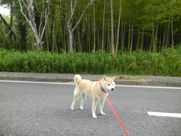 ’14,6、17(火)久しぶりに田舎道に行ったよ~!_f0060461_8534977.jpg