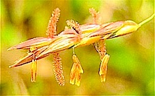 『小穂』 オギ　Miscanthus sacchariflorus_f0238961_1845523.jpg