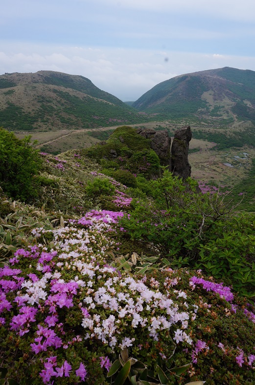 ミヤマキリシマ咲く九重連山と法華院コンサート・・・その2_f0016066_14585371.jpg