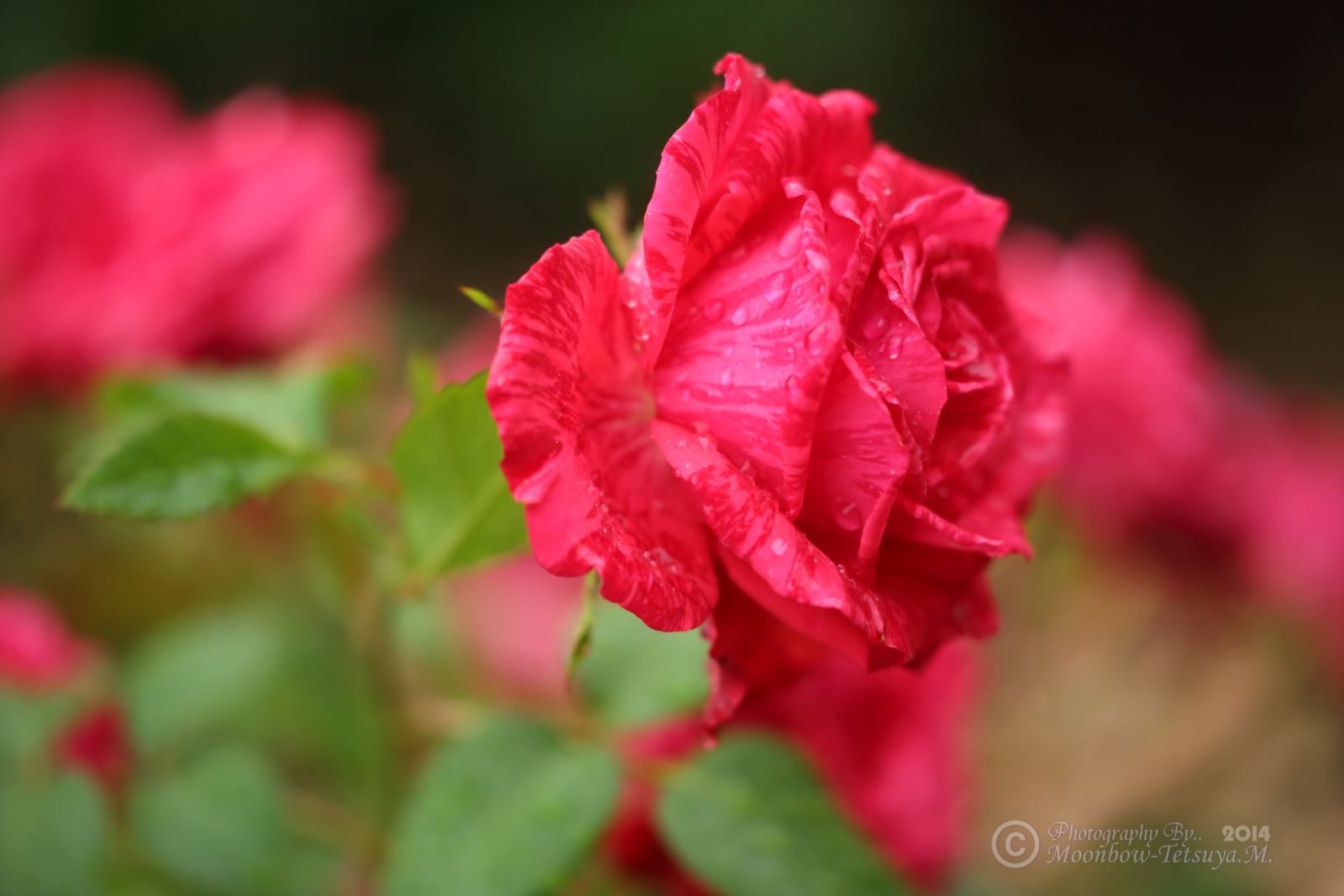 雨の日の薔薇園にて_e0197769_05424721.jpg