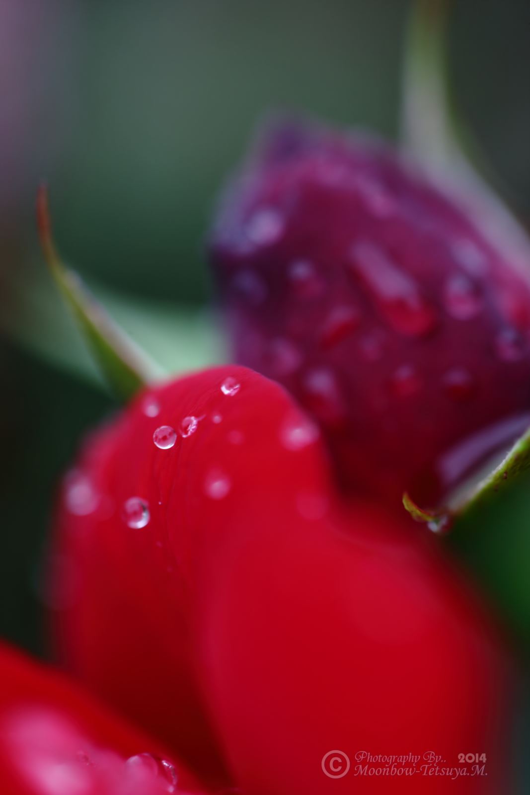 雨の日の薔薇園にて_e0197769_05424729.jpg