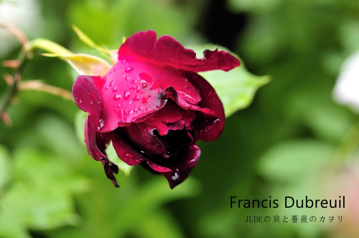 JUDEの庭と薔薇のカヲリ