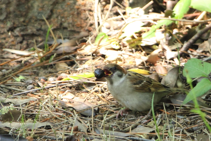 ★先週末の鳥類園(2014.6.14~15)_e0046474_21571040.jpg