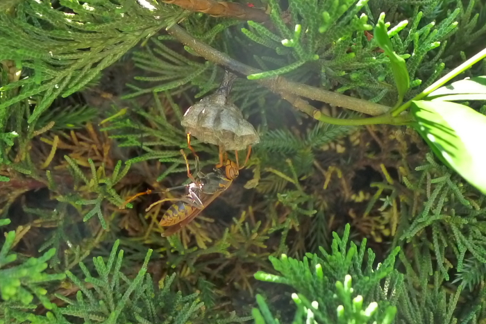 e0046474_2273219.jpg