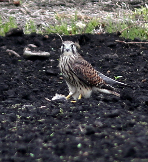 d0262476_03531961.jpg