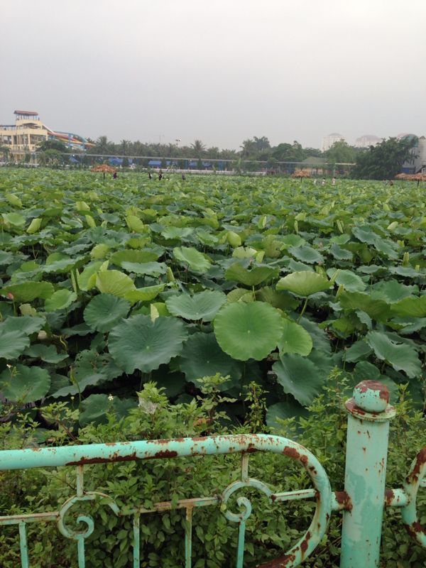 蓮花の湖 ～ Hồ Tây 西湖 ～_e0062977_8352487.jpg