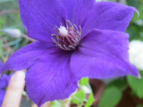 鉄線 俳句の迷宮