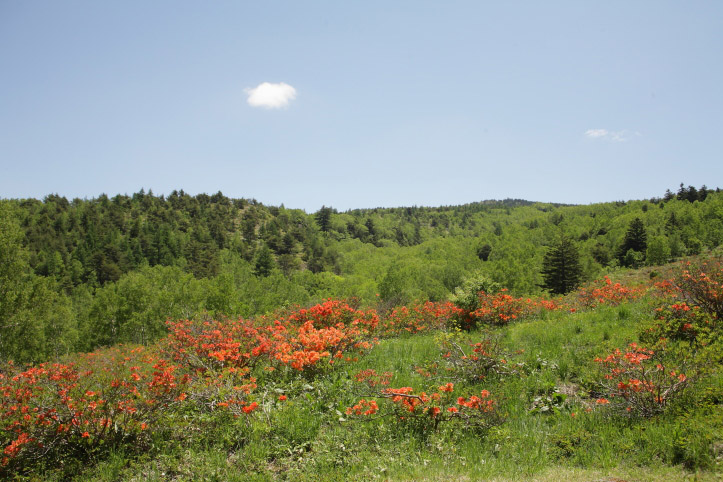 e0165983_065061.jpg