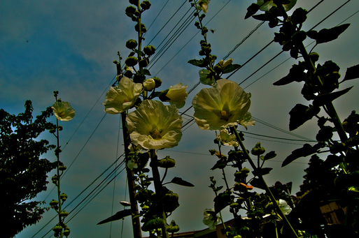 c0026089_15214516.jpg