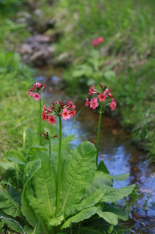 f0000789_20135767.jpg