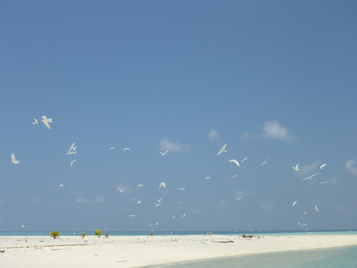 Kandolhu Island 2014-66　サンドバンクツアー　その4_c0147790_13373660.jpg