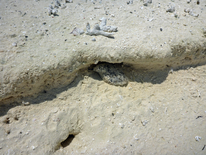 Kandolhu Island 2014-66　サンドバンクツアー　その4_c0147790_1347414.jpg