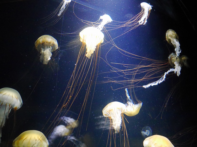 加茂水族館へジャパン着用！！_f0329091_23542931.jpg