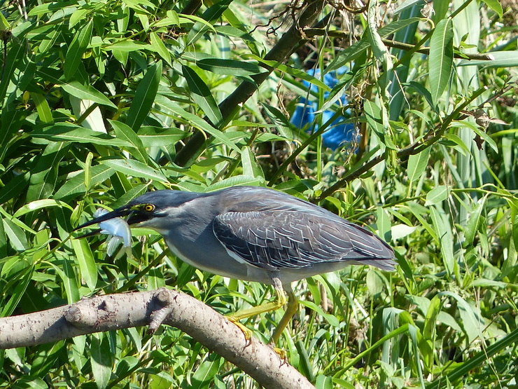 大きなカワセミ？_c0324393_11451435.jpg