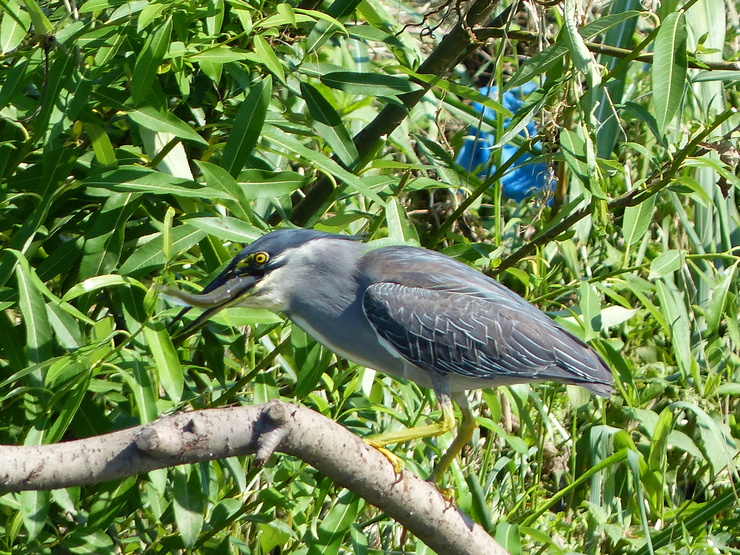 大きなカワセミ？_c0324393_11461882.jpg