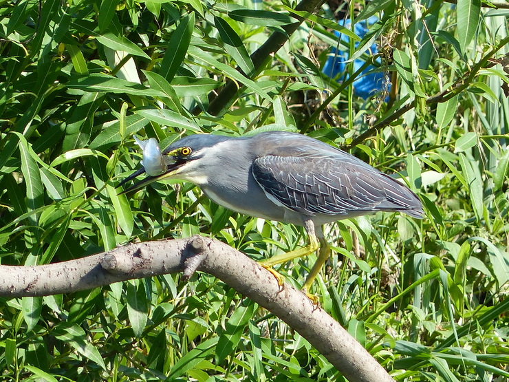 大きなカワセミ？_c0324393_1146259.jpg