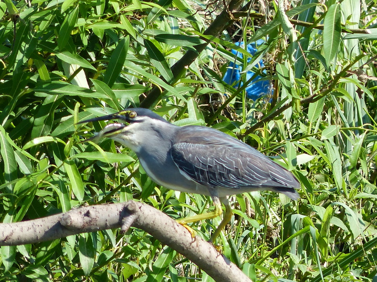 c0324393_11463352.jpg