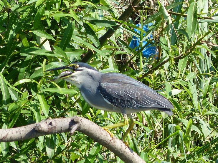 大きなカワセミ？_c0324393_11463352.jpg