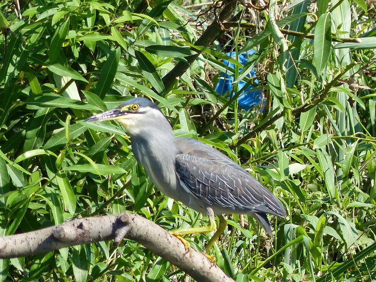 大きなカワセミ？_c0324393_11464812.jpg