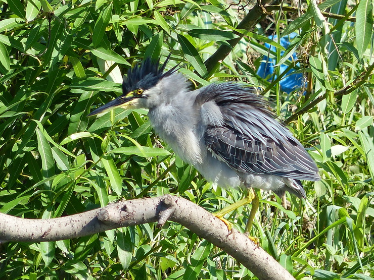 大きなカワセミ？_c0324393_11471567.jpg