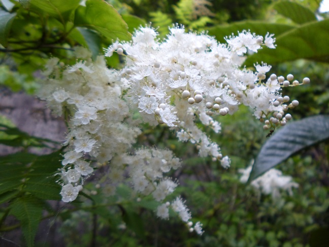 六月の裏庭・夏雪草_d0087595_1492963.jpg