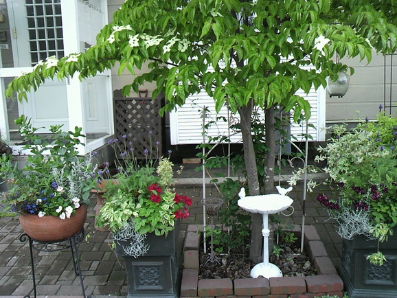 わが家の小さな庭は、元気いっぱい、緑でいっぱい_d0206796_16253667.jpg
