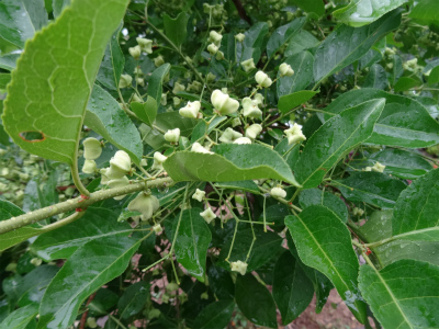 c0125501_11245037.jpg