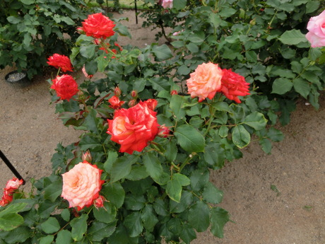 a0203003_18242246.jpg