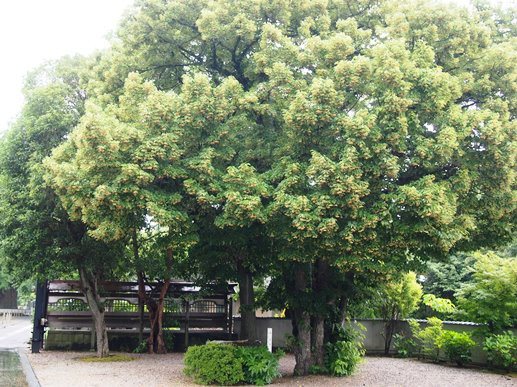 藤沢　遊行寺の菩提樹と菖蒲畑(2014.06.18)_e0245404_1802628.jpg