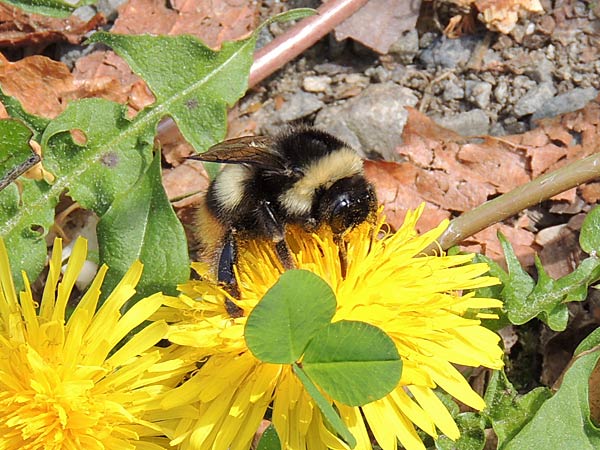 ミヤマカラスアゲハ・オオモンシロチョウ_b0033112_237545.jpg