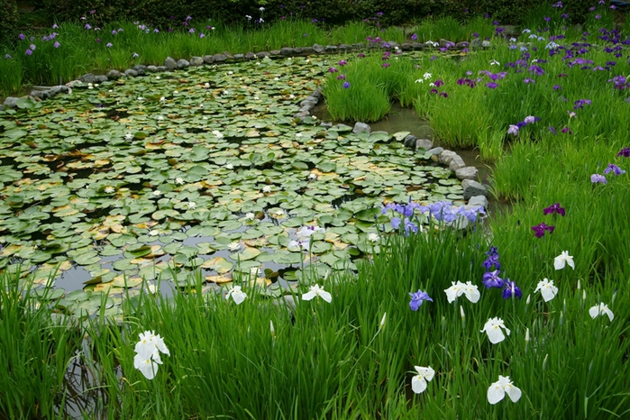 梅宮大社の花菖蒲_e0177413_1953354.jpg