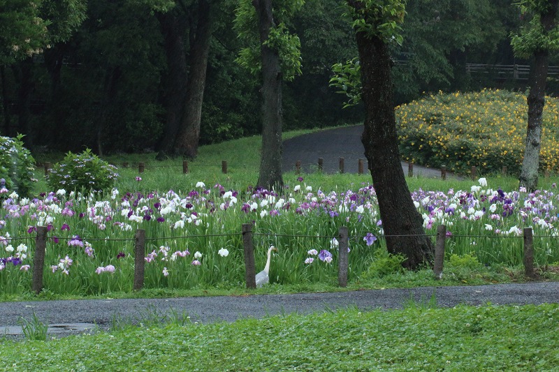 　　雨の水元公園_a0159414_11254773.jpg