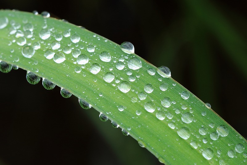 　　雨の水元公園_a0159414_11361487.jpg