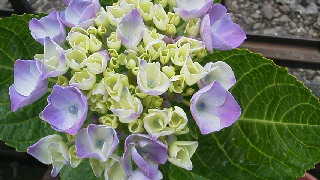 ６月１８日水曜日 紫陽花日和_c0247314_15241791.jpg