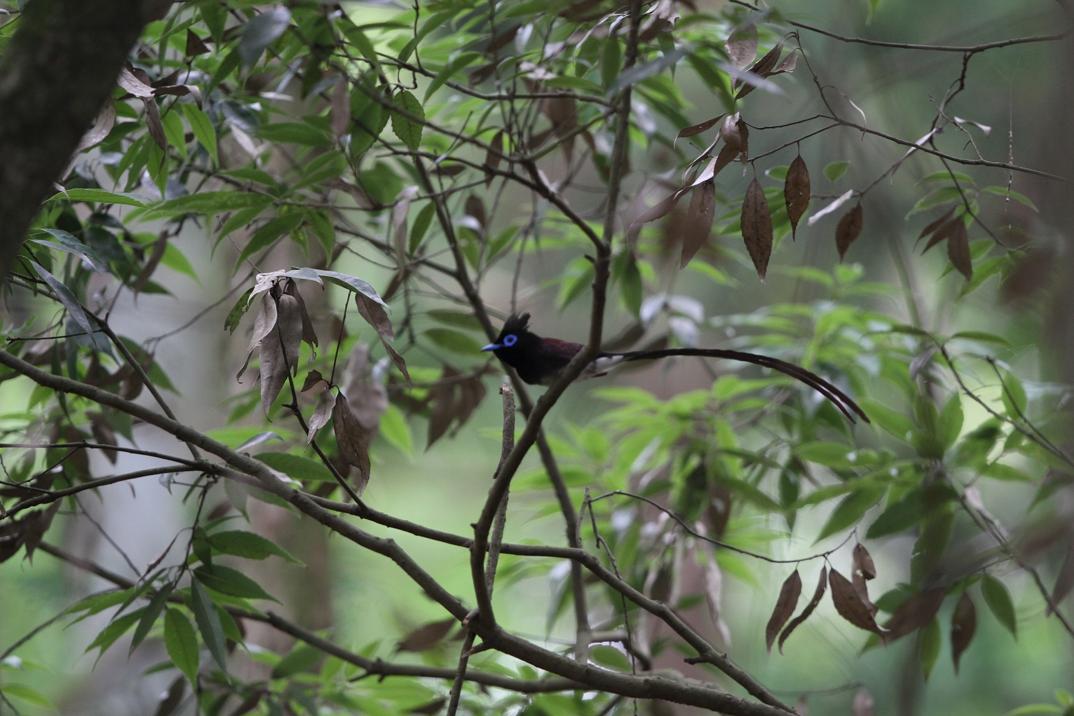 サンコウチョウを求めて　②_f0239515_21212778.jpg