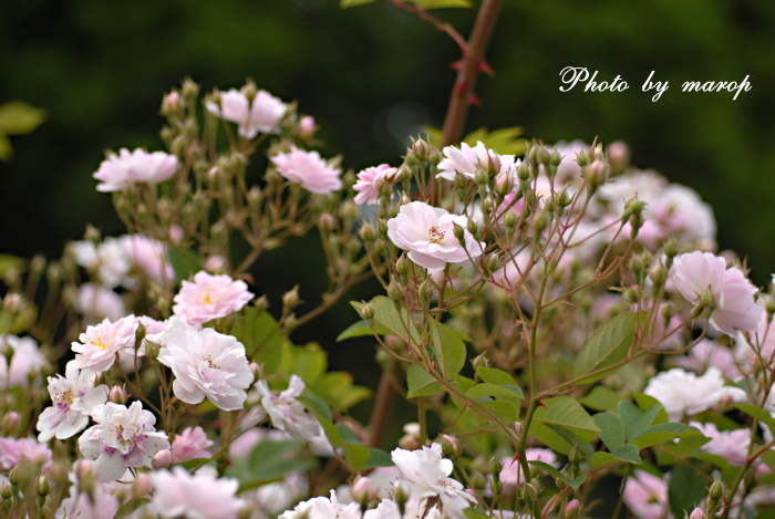 見頃を逃した薔薇 ポールズ・ヒマラヤン・ムスク と ピンク・サクリーナ♪♪_e0160417_1051026.jpg